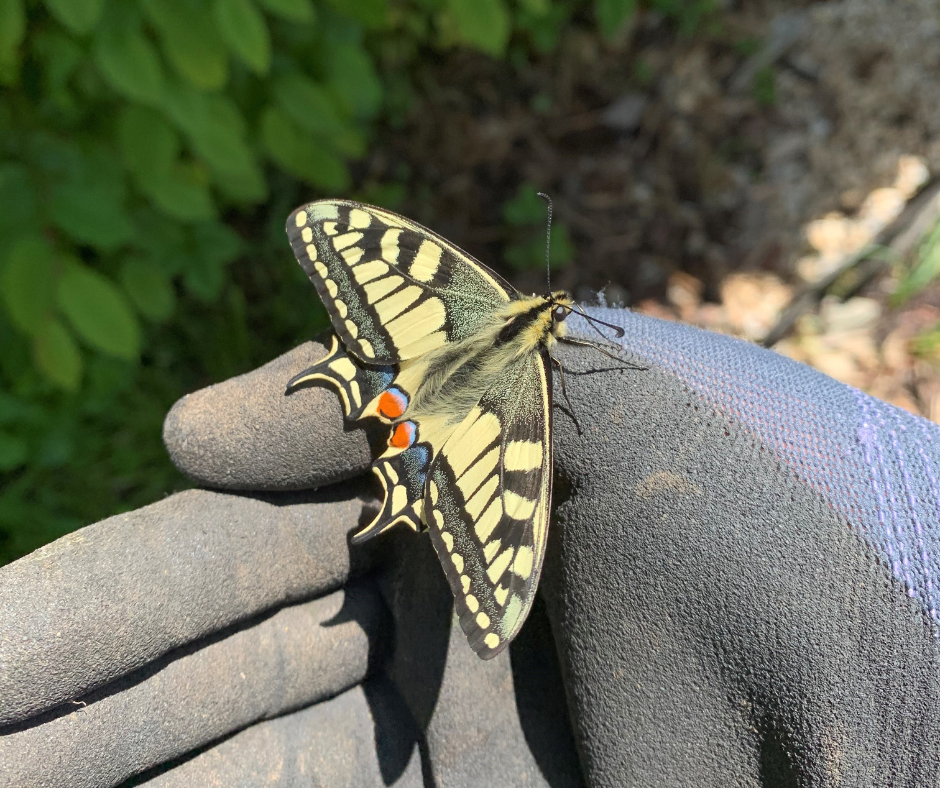 Ein Schmetterling ist besser als eine Klette